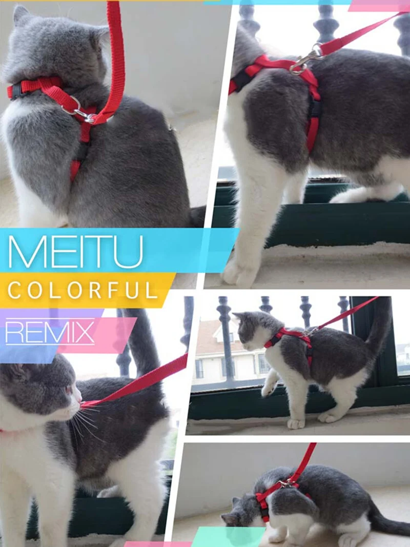 Affordable Sphynx Cat Harness & Leash Set – Lightweight Outdoor Walking Accessories for Cats