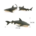 Tiger shark-2