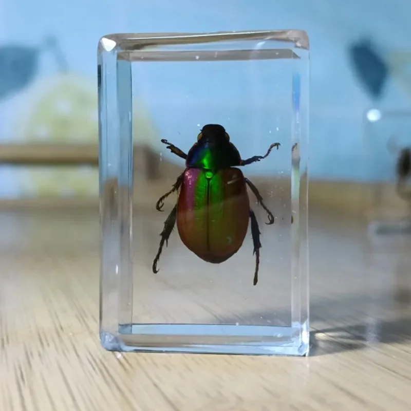 Real Resin Insect Specimens Hexapod Desk Decoration Teaching Home Decoration Accessories Living Room 15Kinds resin starfish ornaments,butterfly specimen