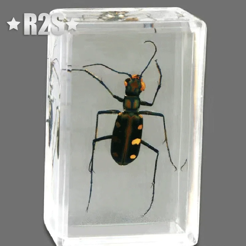 Natural insect specimens 5