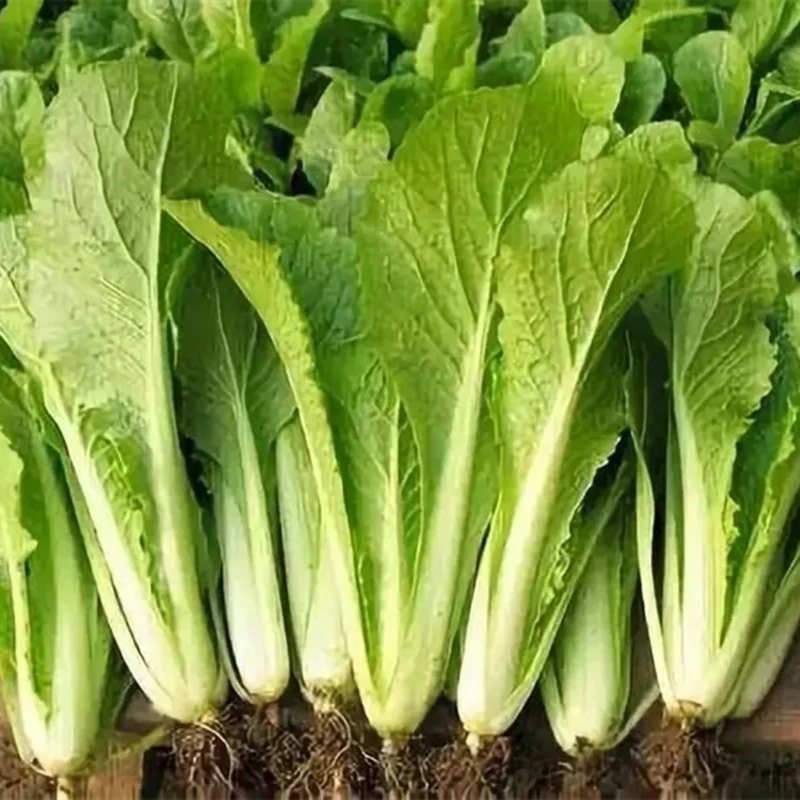 100Pcs Cabbage