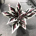 45cm M