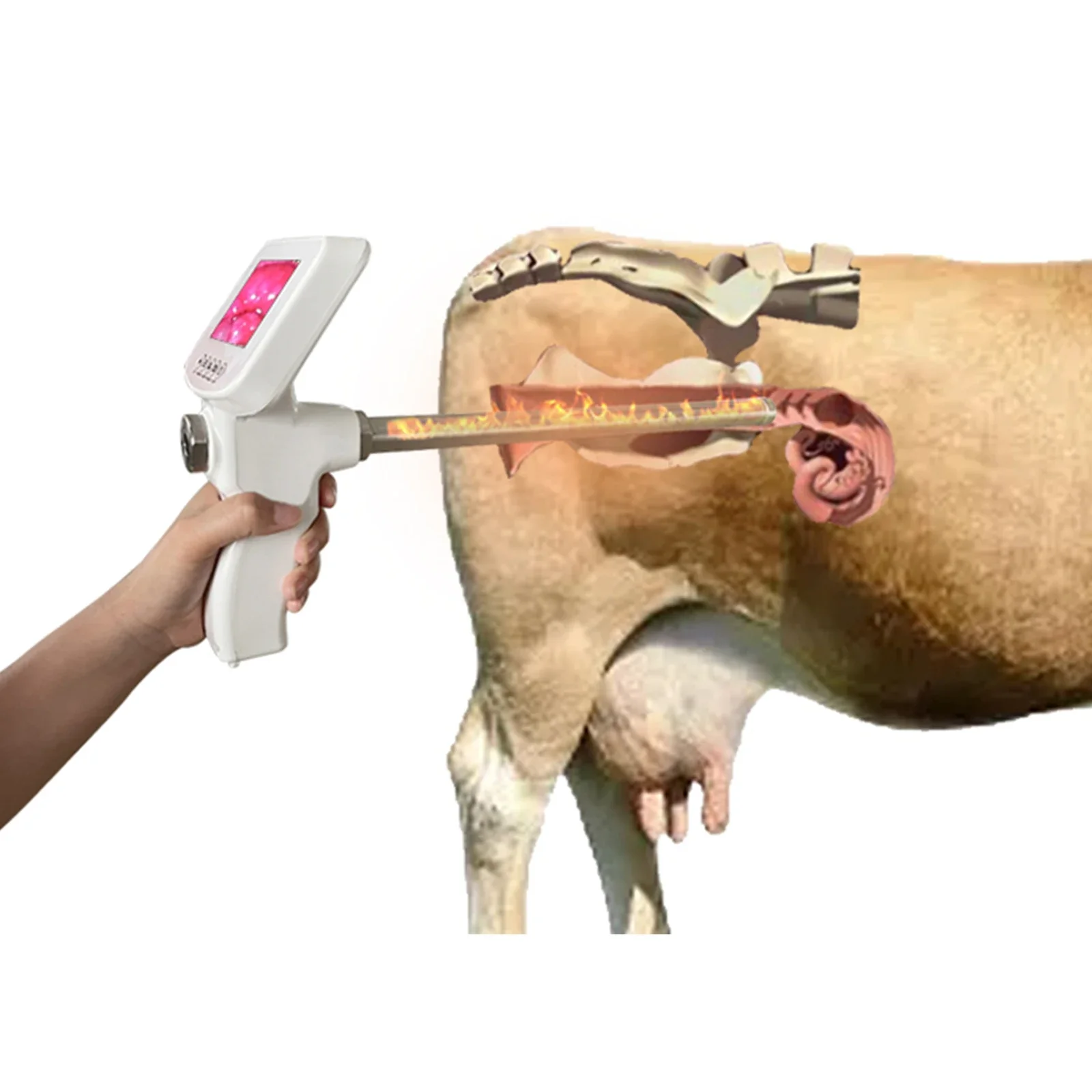 Inseminazione artificiale di mucca Visione Endoscopio Sperma Intelligenza artificiale Pistola Strumento Strumenti di alimentazione veterinaria Fattoria di bovini per cavalli - immagine 2