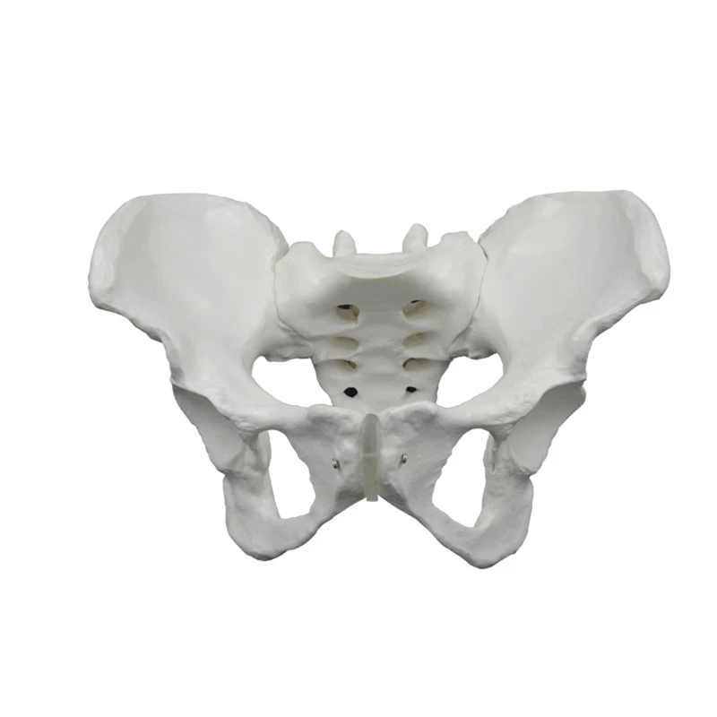 

Anatomical Female Pelvis Model Life Size Shows Sacrum Ilium Pubis Lumbar Vertebr Dropship