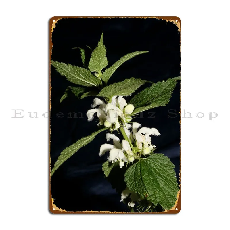 

Альбом Lamium, цветок, макро металлический плакат с табличкой, домашний ВИНТАЖНЫЙ ПЛАКАТ для бара, пещера, создайте фотографию, плакат