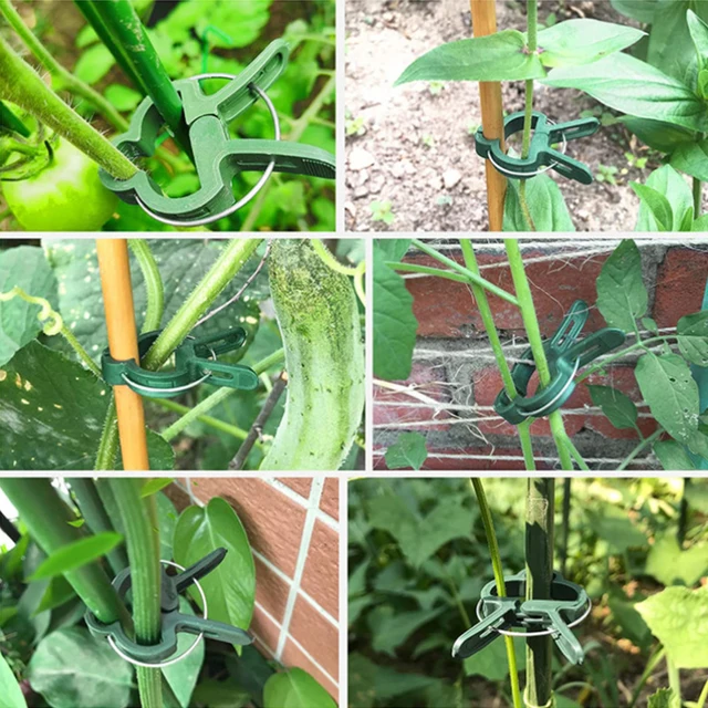 Növényi Klipek Oltó Tétek Csatlakozói Klip Újrahasznosítható Növény Rögzített Zárójele A Kertészeti Zöldségek Szárának Támogatásához - Image 6