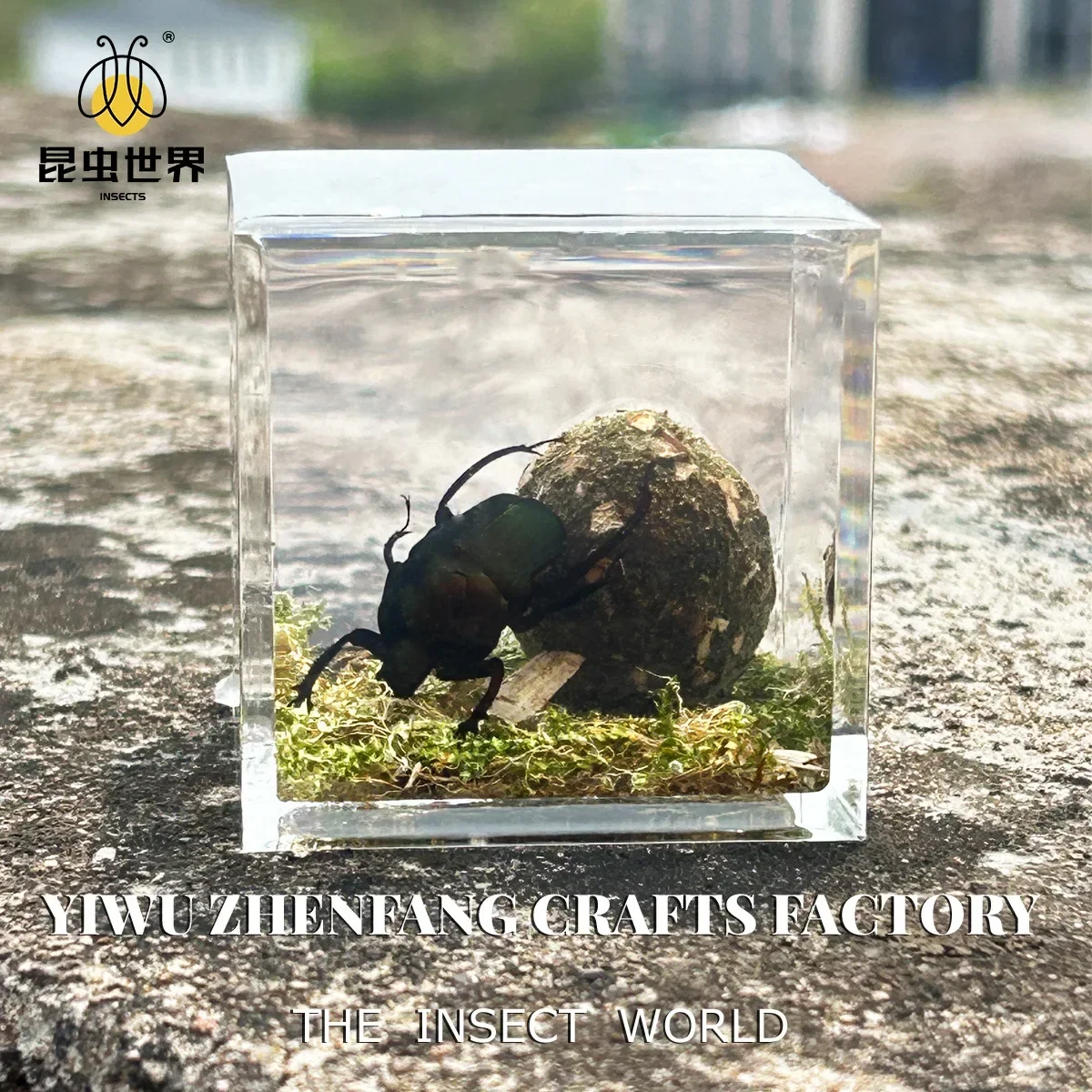 Resin Epoxy Real Dung Beetle Specimen Insect Taxidermy Acrylic Clear Resin Dung Beetle Insect Sample Bug Collection House Decor 2