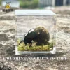 Resin Epoxy Real Dung Beetle Specimen Insect Taxidermy Acrylic Clear Resin Dung Beetle Insect Sample Bug Collection House Decor 2
