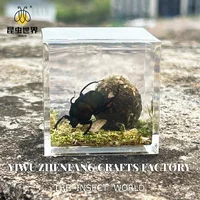 Resin Epoxy Real Dung Beetle Specimen Insect Taxidermy Acrylic Clear Resin Dung Beetle Insect Sample Bug Collection House Decor 2
