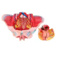 Disassembled Female Pelvis Anatomy Model Lab Supplies (1: Size) 2