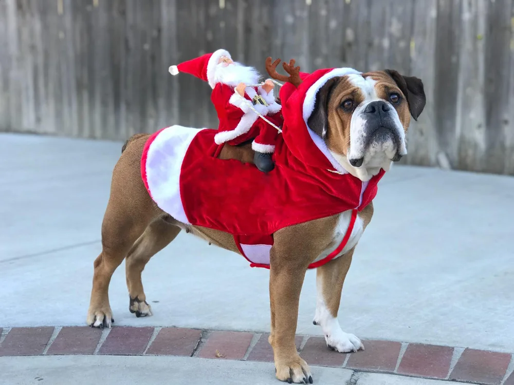 Déguisement de Noël pour Chien : Selle de Père Noël | Vêtements Canins de Luxe - 2025 - Vêtement et accessoires pour chiens - Doglovedesign
