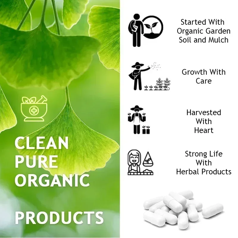 Ginkgo Biloba Capsules Memory Support Supplement Brain Function Mental Alertness Focus Concentration with Vitamin B6 B12 ginkgo biloba supplement