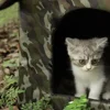 Stray cat dog rescue waterproof and warm outdoor tent cat kennel kennel for small and medium-sized pets indoor and outdoor use 2