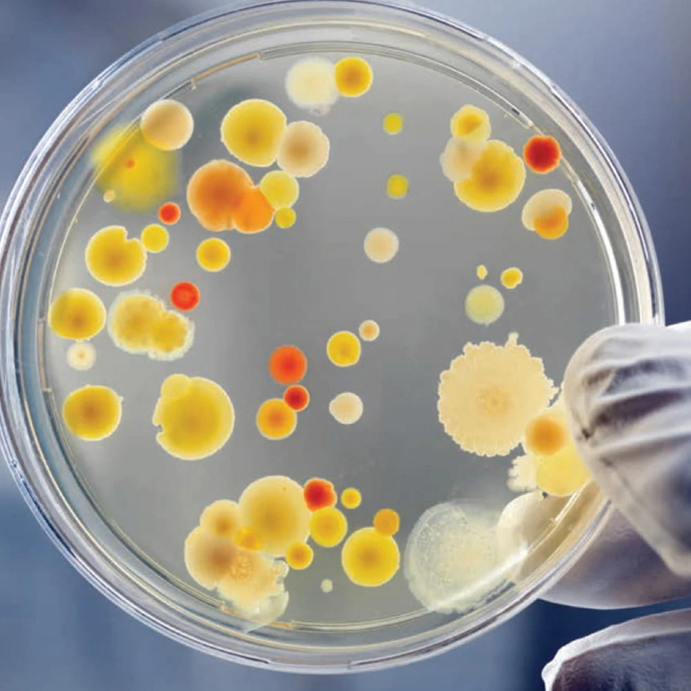 Petri Dish Transparent Culture Dishes Scientific Research Laboratory Mushroom 20 Pcs petri dishes