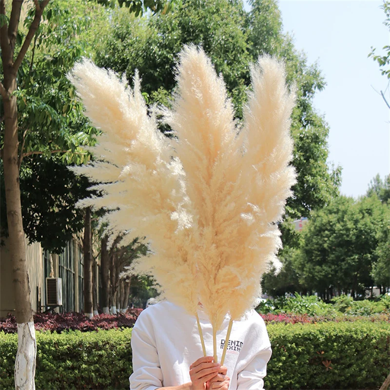 

1-1.2m Large Natural Dried Pampas Grass Bouquet,Dried Fluffy Beige Pampa Decor for Vase Plant Boho Home Wedding Party Decoration