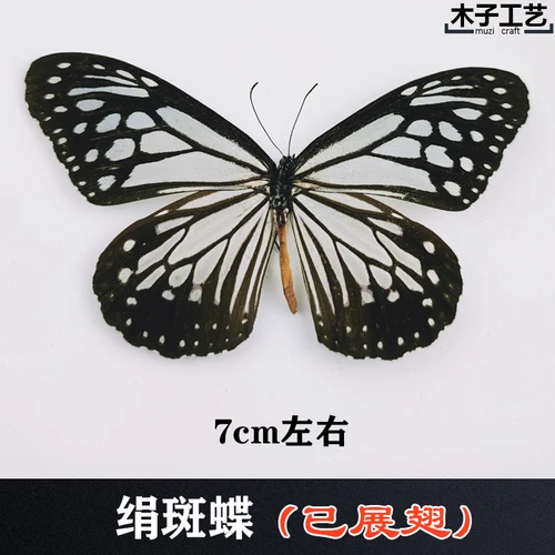 Real Butterfly Specimen Insect Specimen Teaching Specimen DIY Self-sealing Bags Optional Varieties  home accessories 