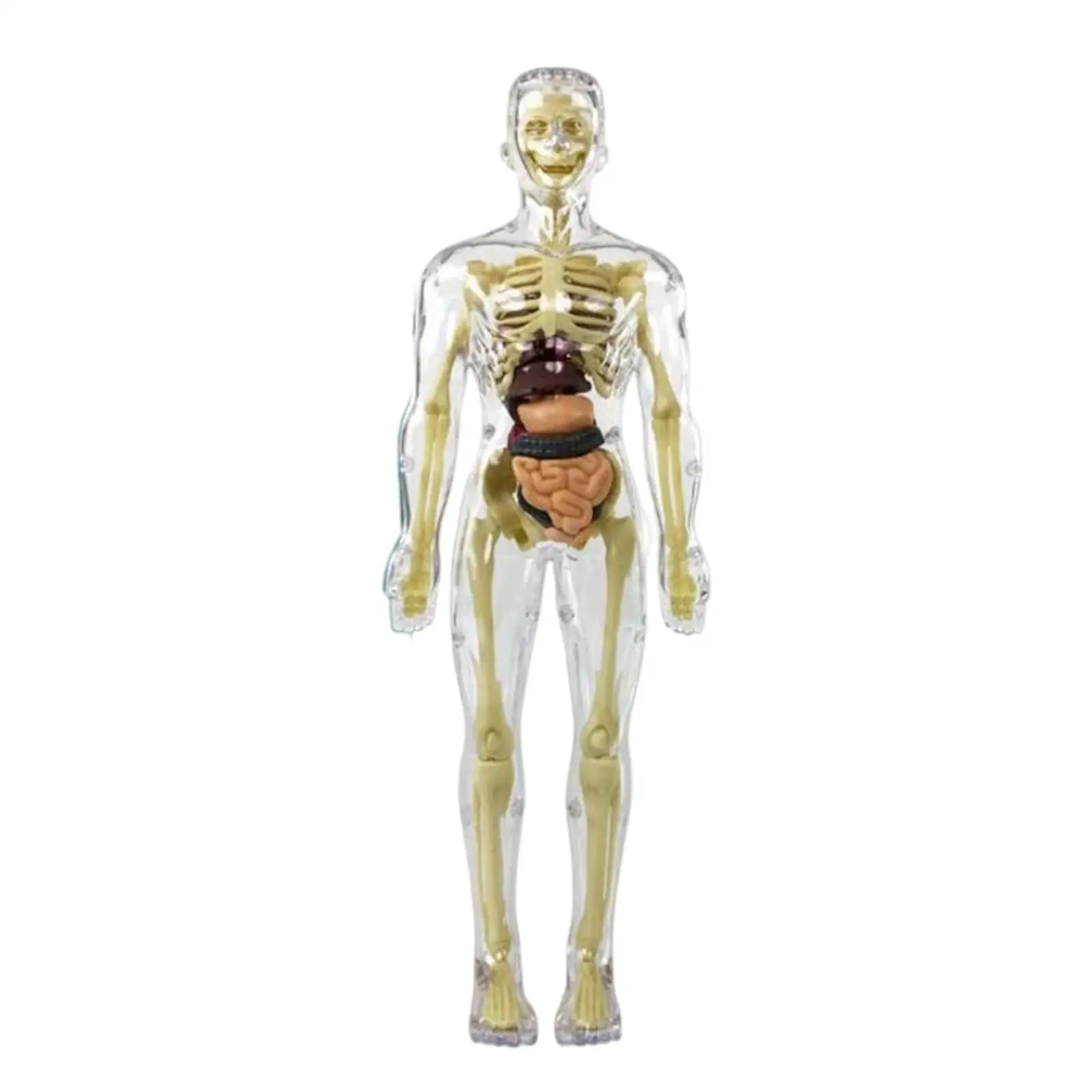 

Life Size Body Skeleton Model Teaching Aid Studing Learning Skeleton Model