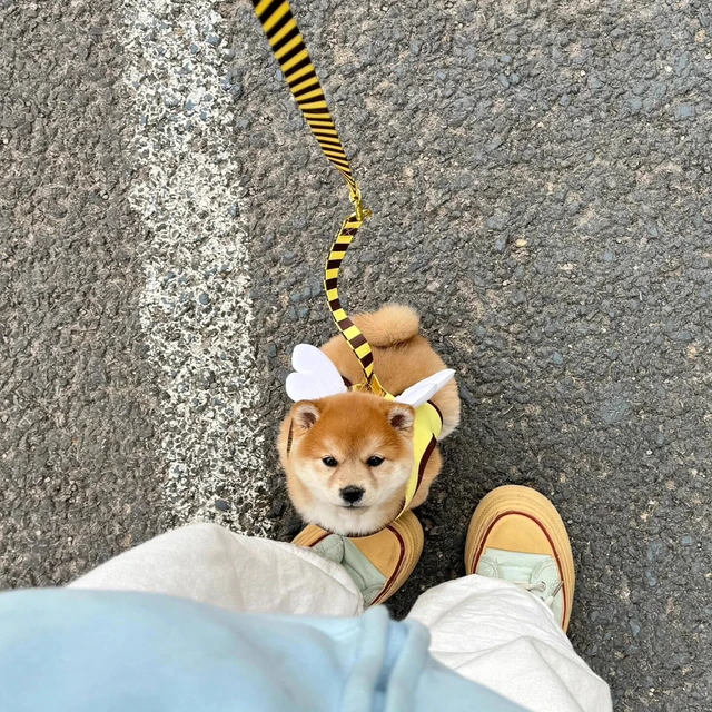 [Popular Chioce] Small Dog Harness and Leash Step in No Chock No Pull Soft Mesh Bee Heart Wing Cute Design With Secure Zinc Allo 6