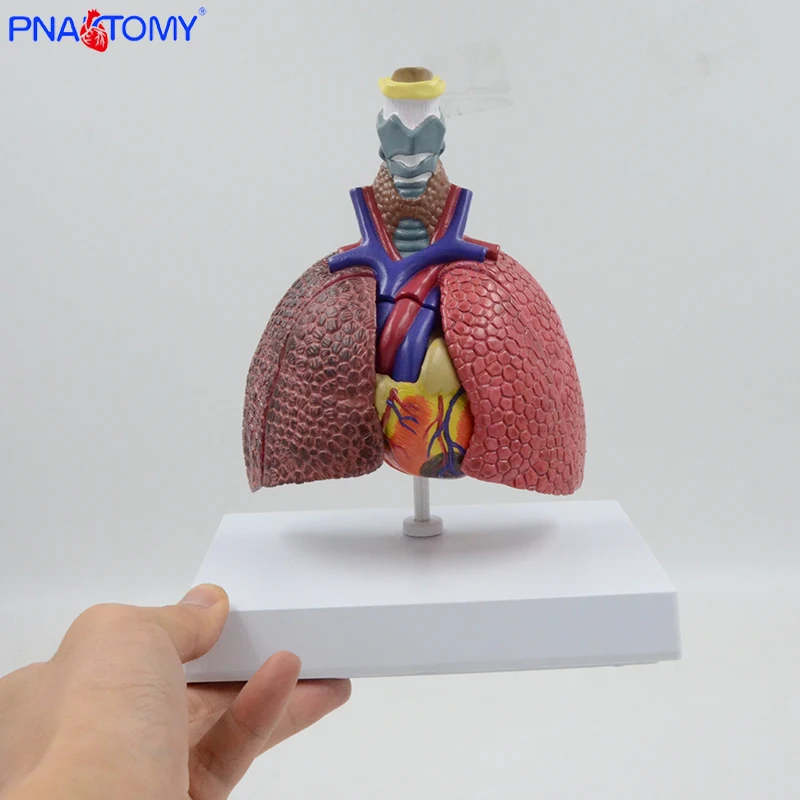 

Эта Миниатюрная модель дыхательной системы подробно показывает анатомию щитовидной железы, сердца и легких. Левое легкое было он