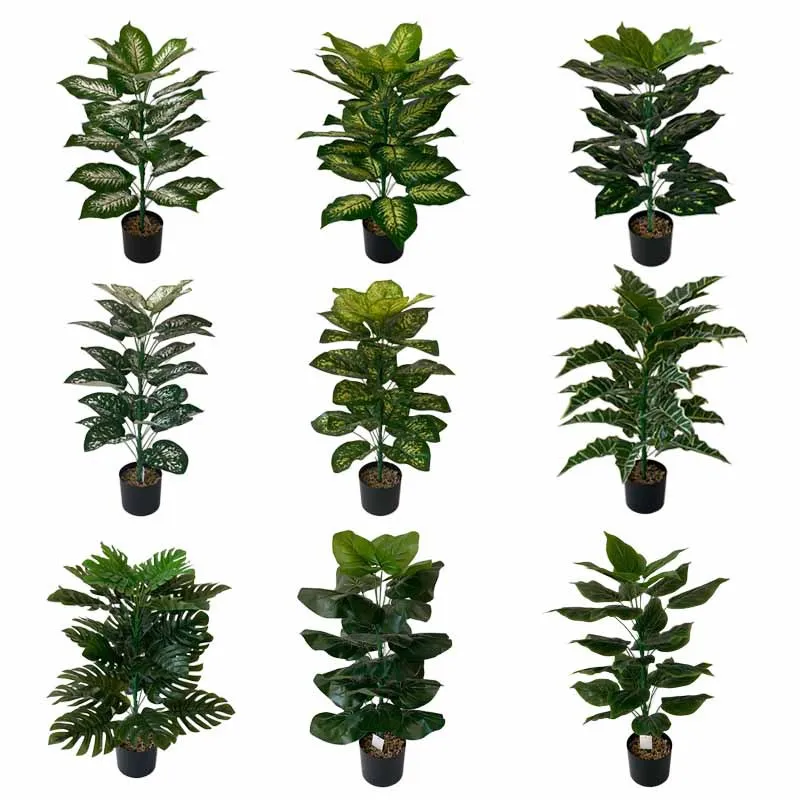 Outdoors Large Leaf Tropical Plants Tropical Plants Large Leaves