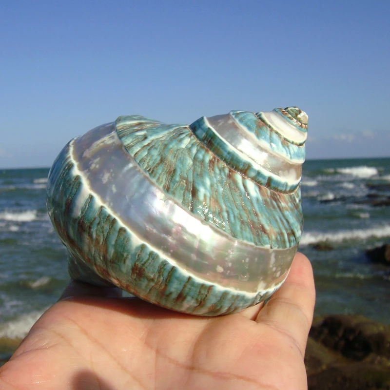 Conch Shell Starfish Striped Green Conch hermit Crab Fish Tank Landscape Home Ornament Birthday Gift natural shell ornaments resin starfish ornaments