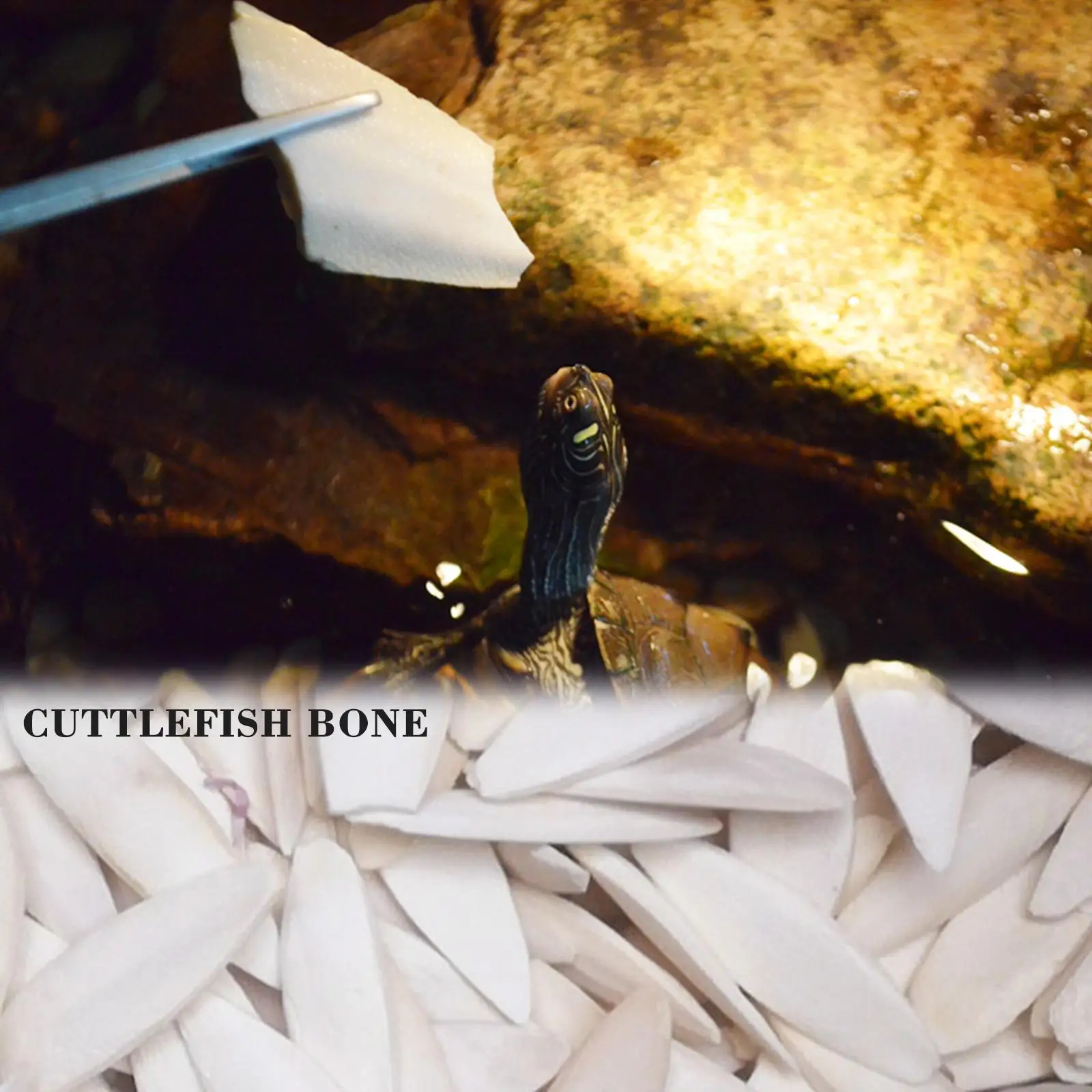 Fishbone Cuttlefish Bone Squid Cuttlefish Birds Eat Stone Calcium J4D9
