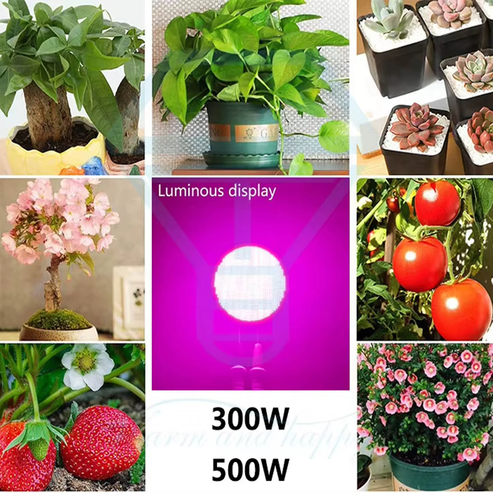 500W LED Grow Plant COB Chip LED phytolamp 300W Full Spectrum Light 30-34V outdoor plant and flower Greenhouse lighting