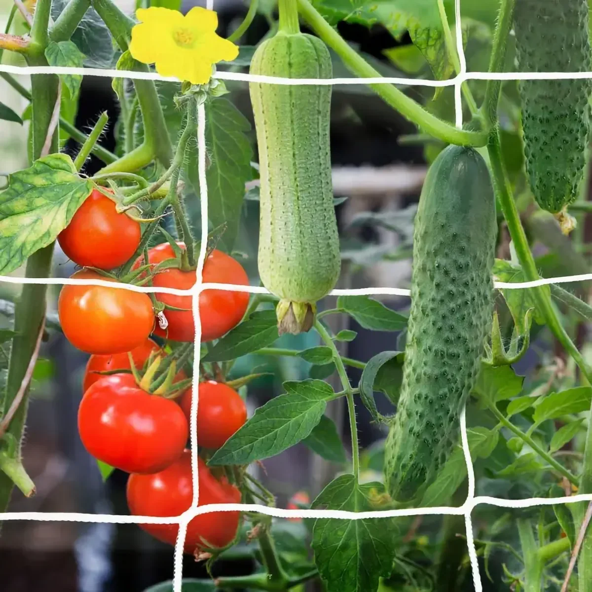 Grid Net Plant Support Climbing Grapes Vegetables Outdoor