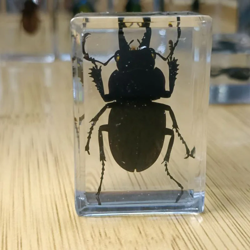 27 Kinds Hand Made Gutta Percha Resin Insect Transparent Amber Insect Specimens Home Decoration Small Ornaments 