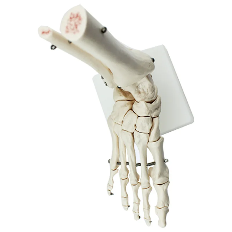 Human foot and foot joint model Orthopedic medical teaching demonstration Human skeleton model Skeleton six joint