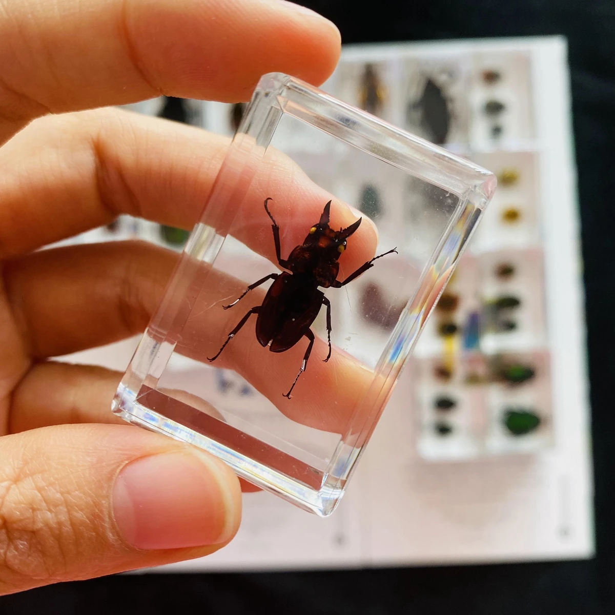 1Pcs Various Insect Specimen in clear Resin Paperweight Specimen 