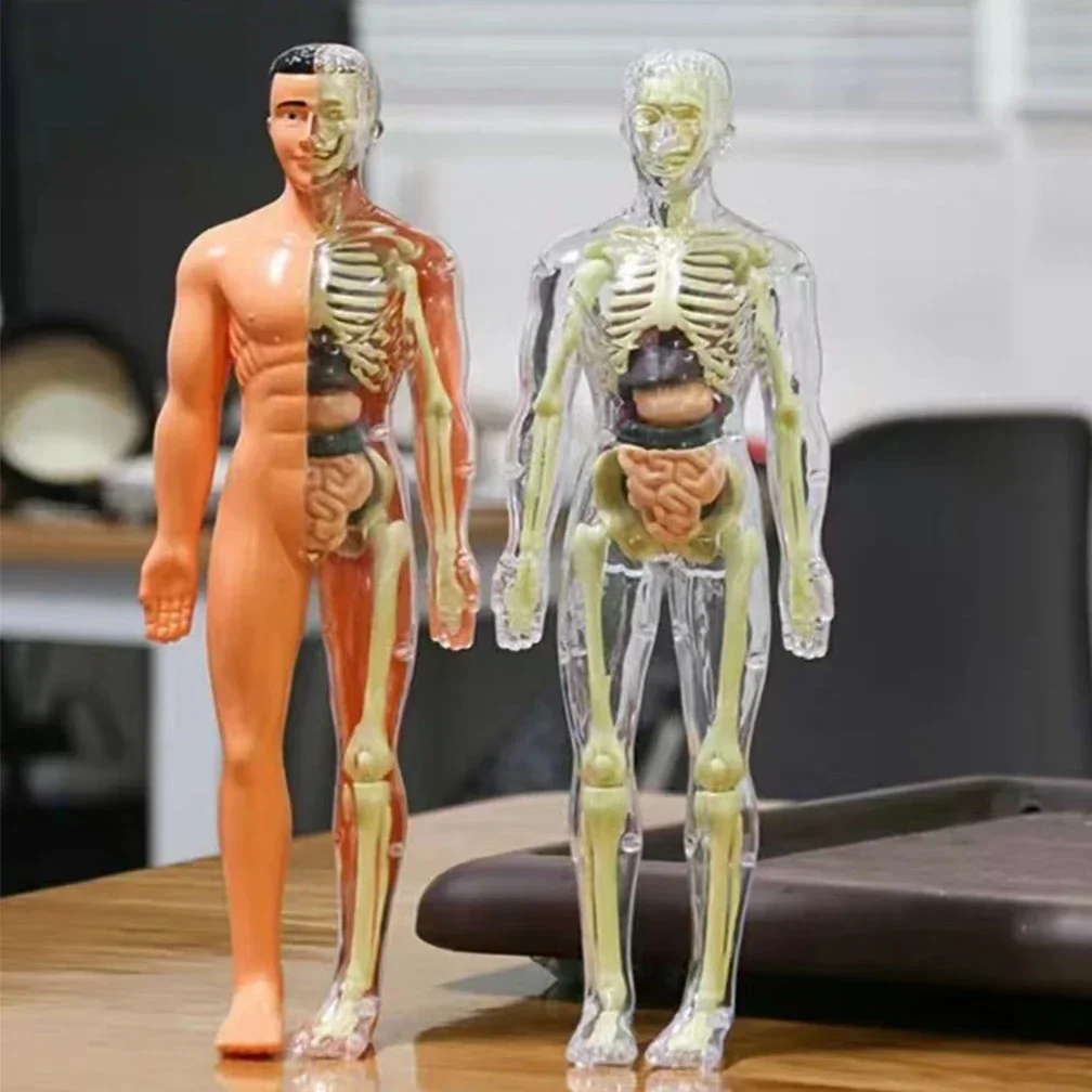 3D Montessori Puzzle Mannequin Human Anatomy Model Children's Learning Organs Toys Educational Body Learning Tools STEM Toys 2