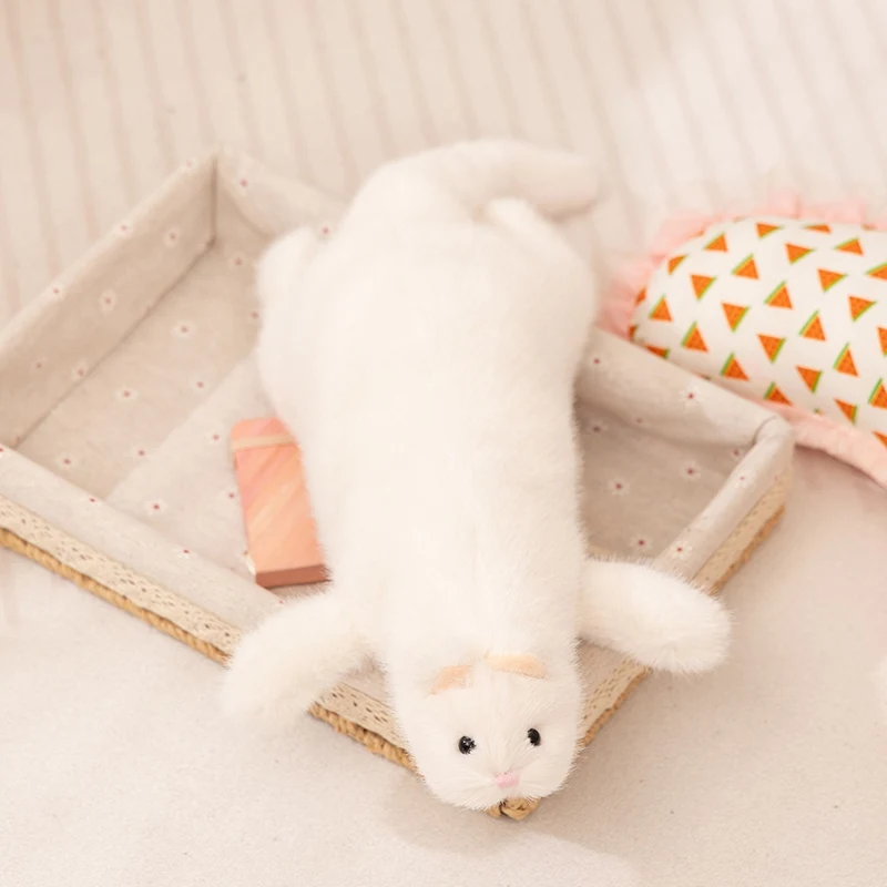 Ferret