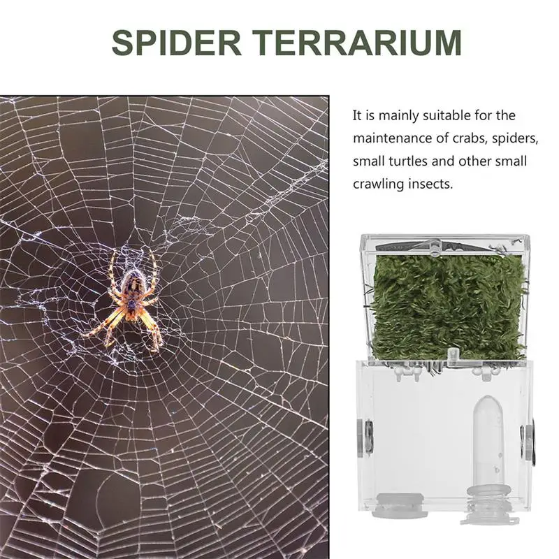 Jumping Spider Breeding Box Landscape Case Enclosure Accessories Insect  Living Habitat Terrarium - AliExpress