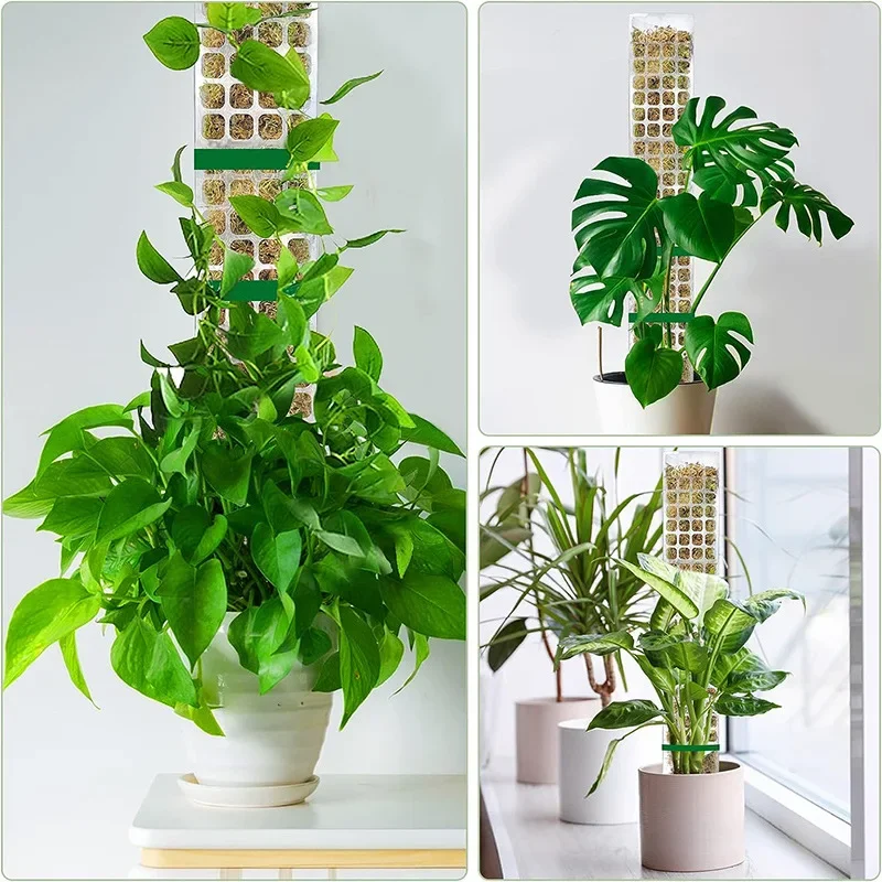 植物サポートのためのモスポール、屋内鉢植えのスティック、電車