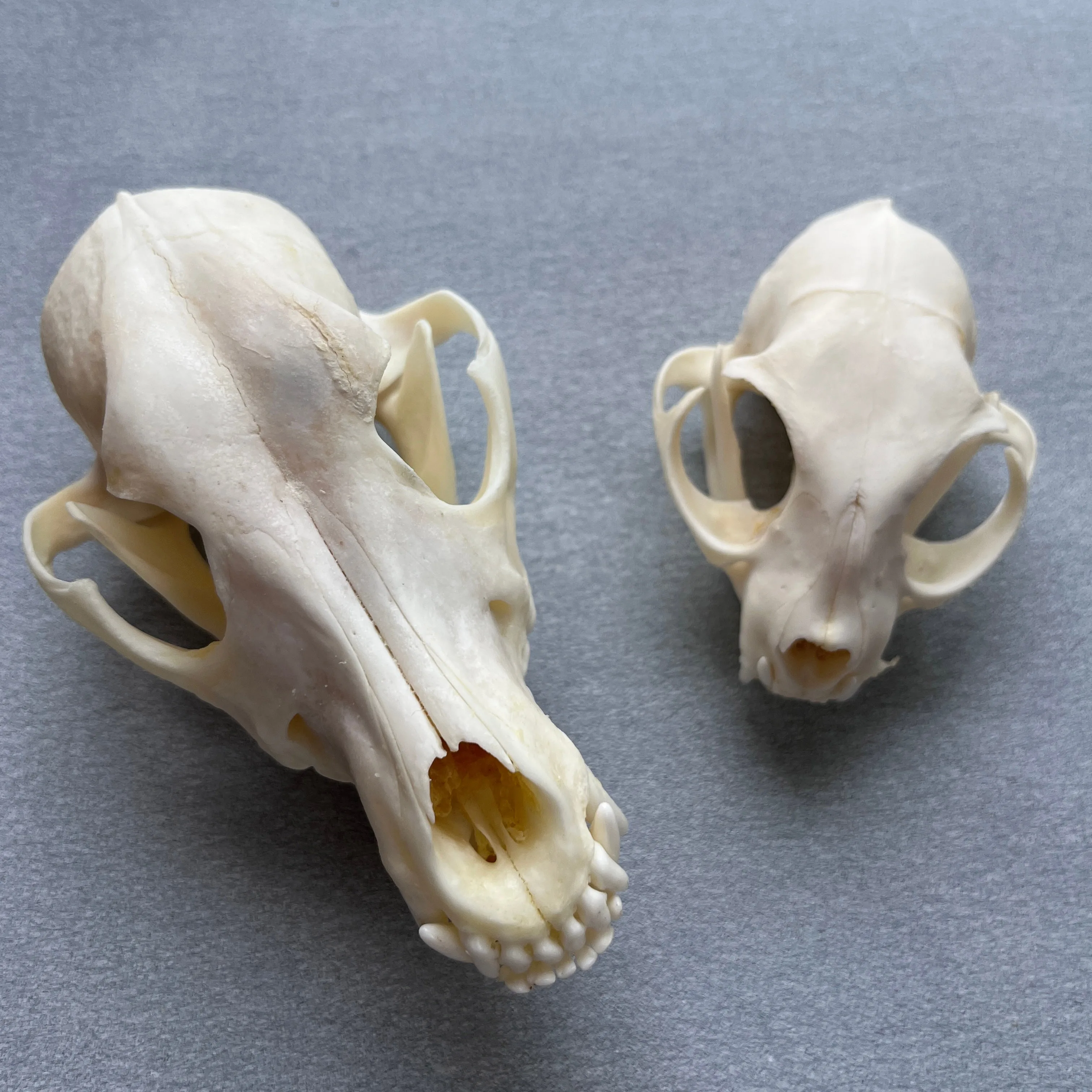 2pcs Taxidermy Combination Real Bone Skull, Bones Real for Craft, Home Decor, Specimen Collectibles Study, Special Gifts