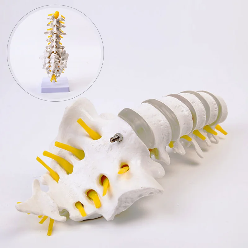 Anatomical Models Human Lumbar Spine Model Anatomy Model Medical Spine Statues Medical Science Teaching Resources