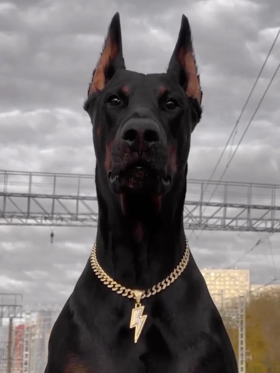 Doberman Dog Collars Custom Doberman Collars Diamond Decorative