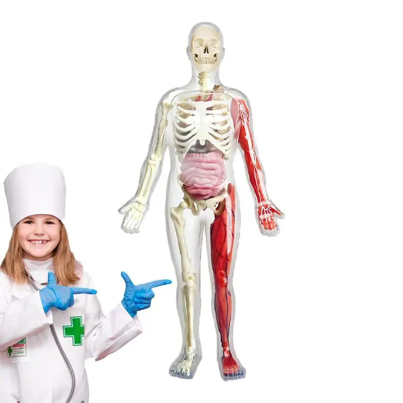

Human Body Model For Kids Anatomy Torso Interactive Toys Night Glowing Human Torso Anatomy Model
