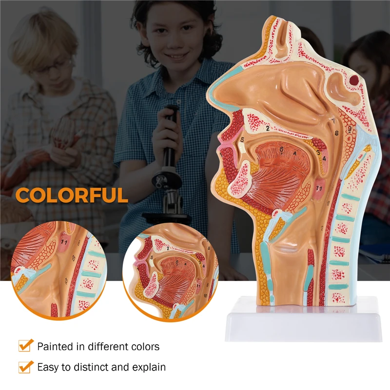 

Human Anatomical Nasal Cavity Throat Anatomy Medical Model for Science Classroom Study Display School Teaching Medical Model