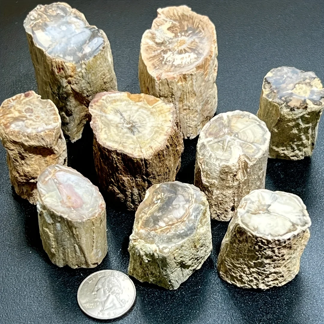 1pc Atemberaubende Versteinerte Holz Stein Künstliche Jade Baum Platte Display Proben Lehre Mineral Wohnzimmer Hause Dekoration