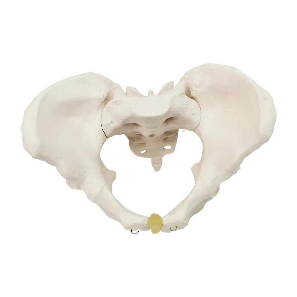 Standard female pelvic model, gynecological examination model, human skeleton specimen pelvic measurement model