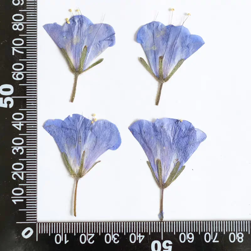 누르면 측면 건조 BlueBell Hyacinthoides 꽃 식물 표본 상자 보석 엽서 책갈피 프레임 전화 케이스 초대장 카드 DIY