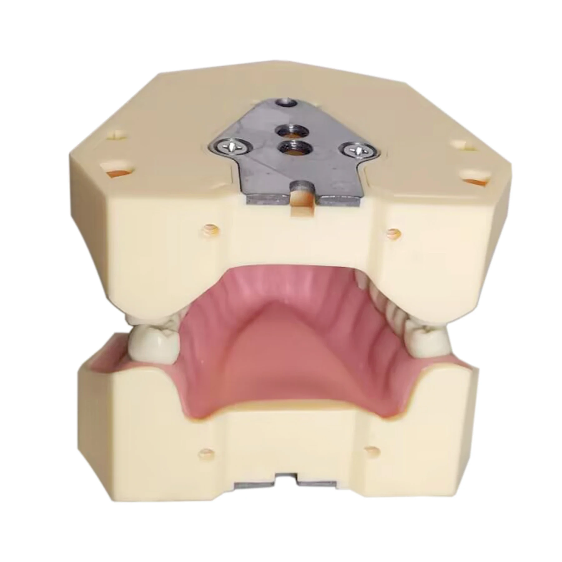 Frasaco AG3 Typodont Fit Dental 32Pcs Screw-in Teeth Model Practice Filling Standard Restoration Demo M8014-2-1 Teach Study 3
