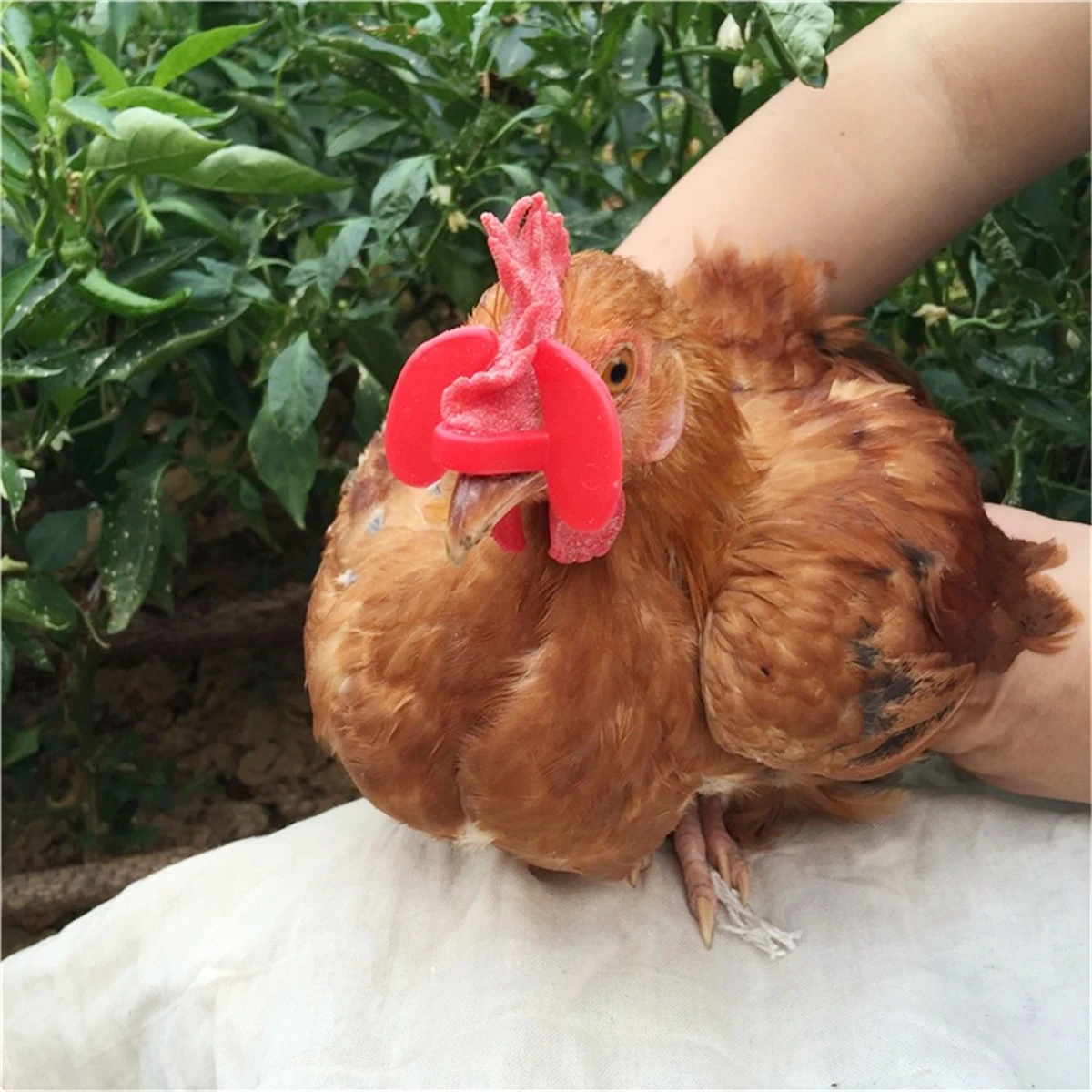 20Pcs Chicken Anti Pecking Glasses Chicken Pigeon Pheasant Anti Pecking Fighting Goggles Farm Poultry Supplies