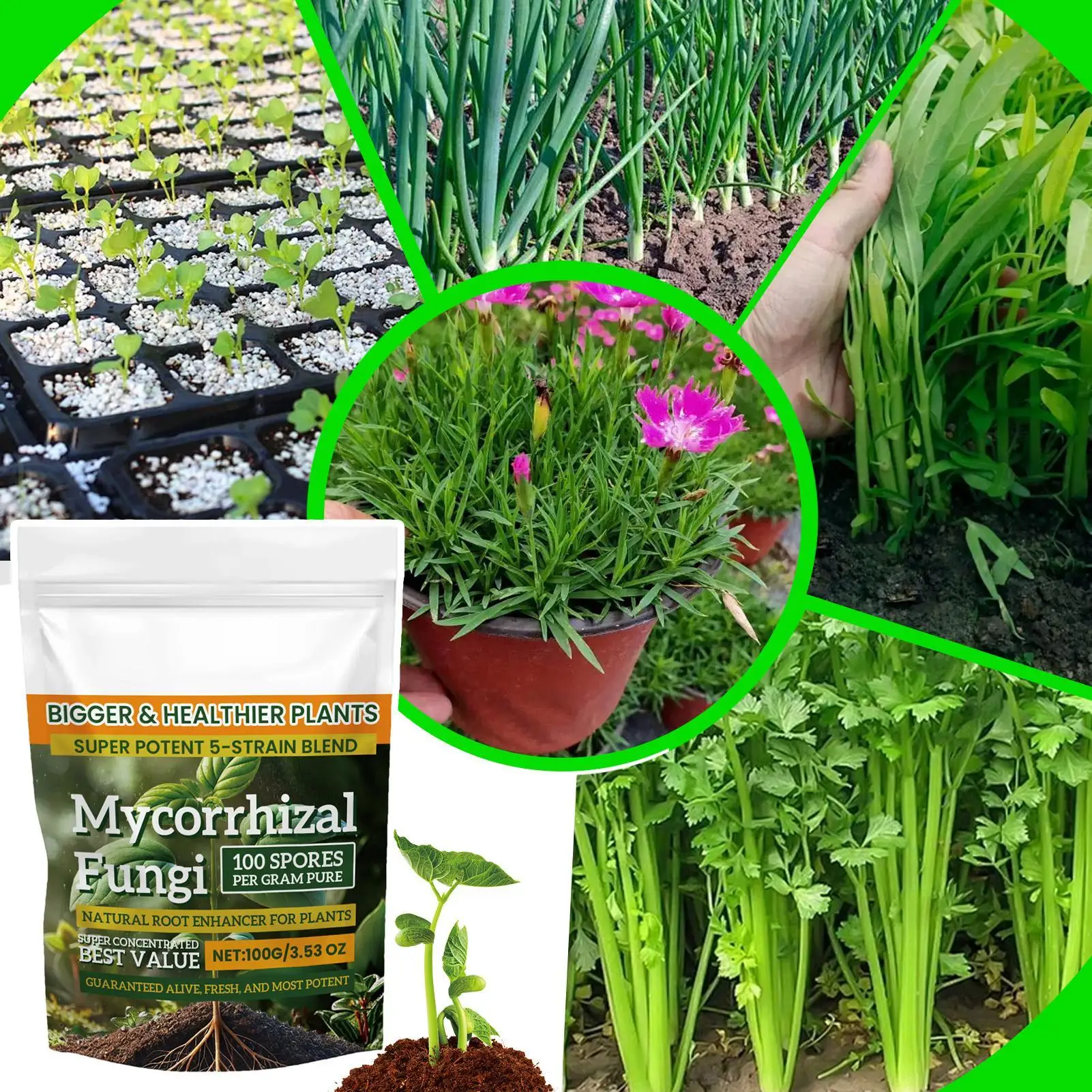 Enhanced Plant Growth Nutrient Powder - 100g Balanced Root Supplement
