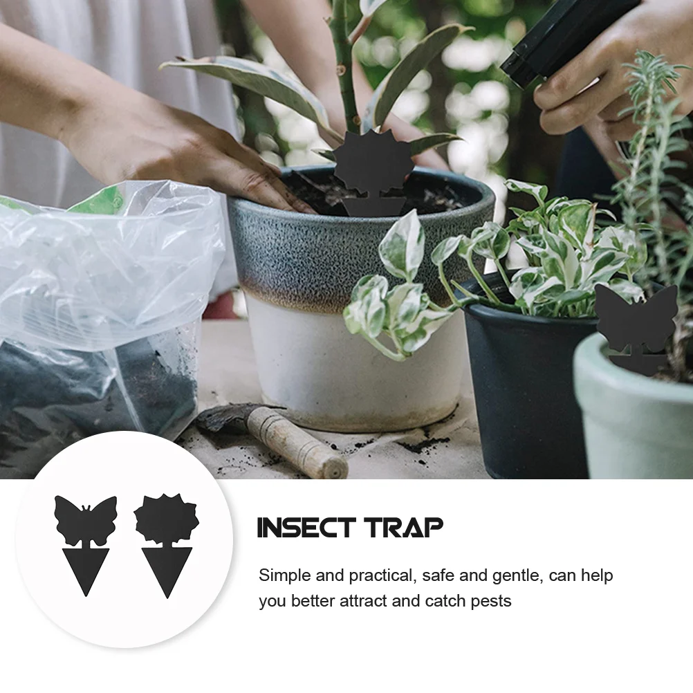 ���� ��ƼĿ ���� Ʈ��, ���� ų��, �ĸ� ������, ����, ������ �׳�Ÿ, 24 ��