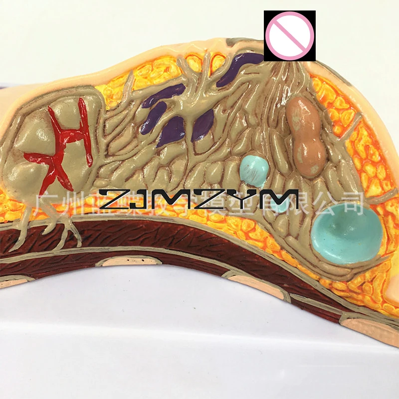 

Искусственные патологические анатомические модели женской молочной железы и рака