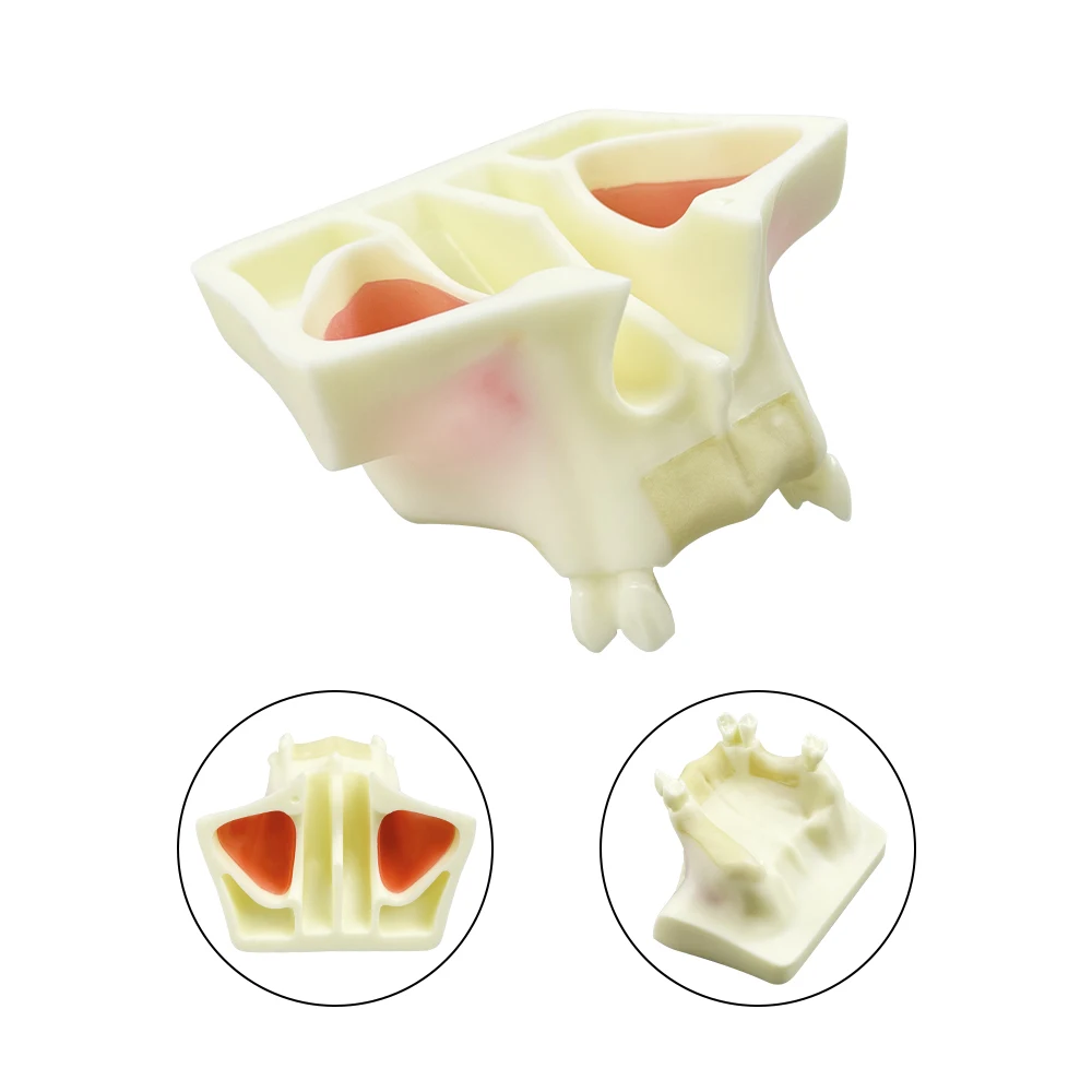 치과 구강 상악골 부위 운동 모형, 치아가 없는 부드러운 잇몸, 치과 학생 교육용 시연 클리닉 모형