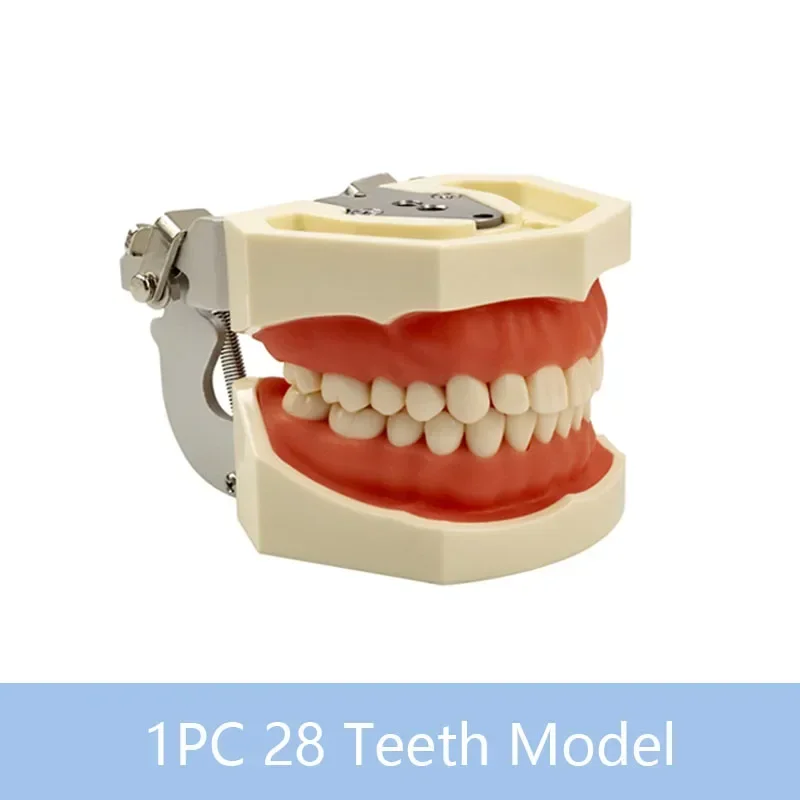 Dental Teaching Model with Soft Gum Resin for Dentist Practice and Demonstration